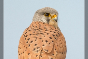 Turmfalke