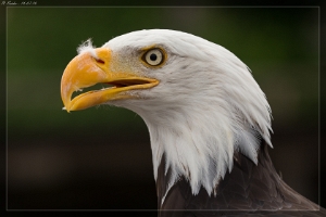 Weisskopfseeadler