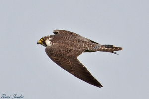 Greifvögel