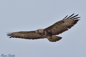 Mäusebussard