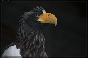Riesenseeadler