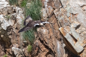 Spanischer Kaiseradler