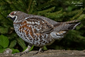 Haselhuhn