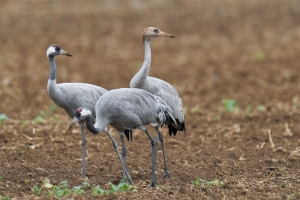 Kranichvögel