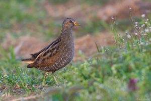 Tüpfelsumpfhuhn