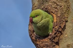 Papageien