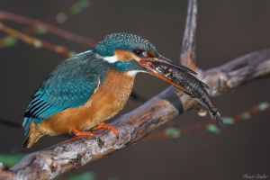 Eisvogel