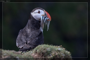 Alkenvögel