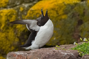 Tordalk