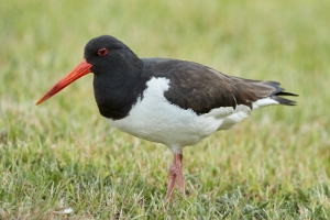 Austernfischer