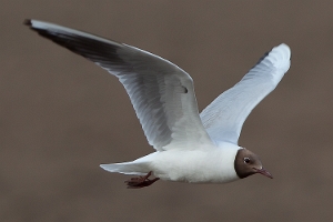 Lachmöwe