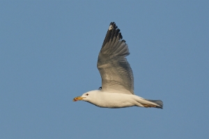 Mittelmeermöwe