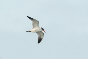 Raubseeschwalbe