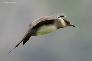 Schmarotzerraubmöwe