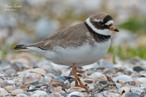 Sandregenpfeifer