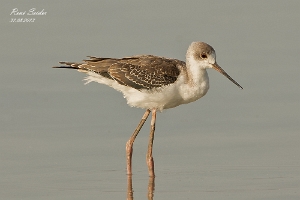 Stelzenläufer
