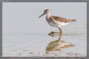 Bruchwasserläufer