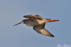 Dunkler Wasserläufer