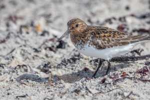 Sanderling