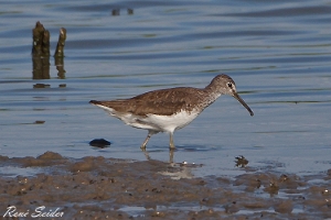 Waldwasserläufer