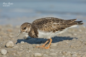 Steinwälzer