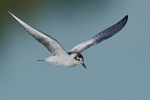 Weißflügel Seeschwalbe