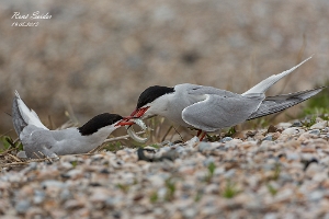 Seeschwalben
