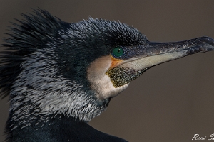 Kormoran