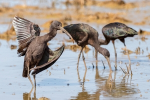 Ibis