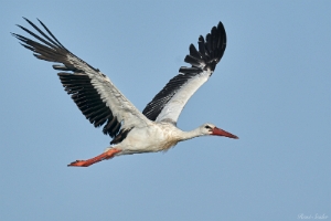 Weißstorch