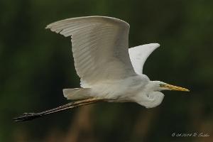 Silberreiher