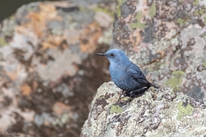 Blaumerle