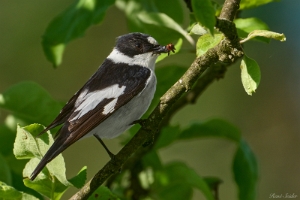 Halsbandschnäpper