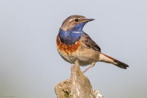 Fliegenschnäpper