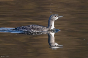 Sterntaucher