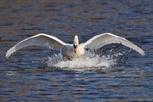 Vögel