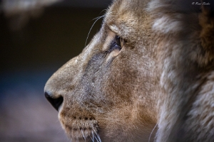 Zoo Heidelberg