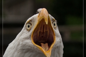Greifvogelzoo Potzberg