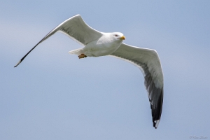 Skomer Island